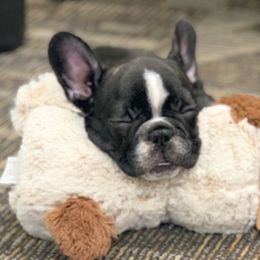 French Bulldog Puppies from Small Town Frenchies