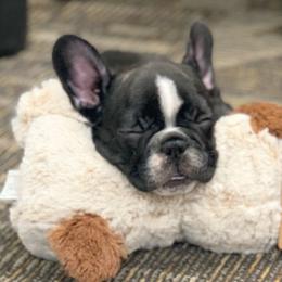 French Bulldog Puppies from Small Town Frenchies
