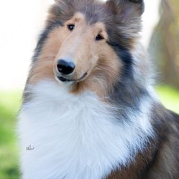 Steffi - Collie