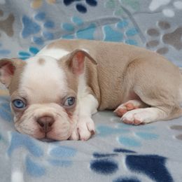 Skippy - Lilac male Boston Terrier puppy in Corning, California from SB Bostons