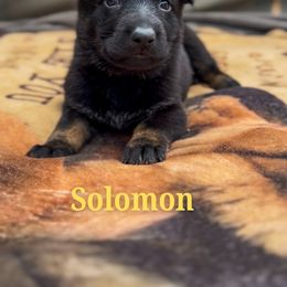 Solomon - Bi-color male German Shepherd puppy in Irvine, Kentucky from Himmelshunde German Shepherds