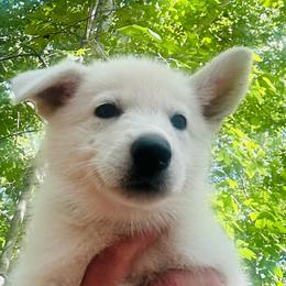 Nova vom Whitewolf (green) - White female Berger Blanc Suisse puppy in Blacksburg, South Carolina from Whitewolf Kennels