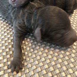Aussiedoodle Puppies from Little Wonders Aussiedoodles