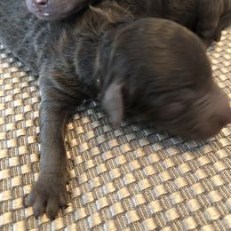 Aussiedoodle Puppies from Little Wonders Aussiedoodles