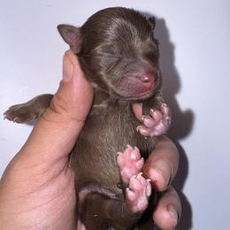 Astra - Chocolate and tan female Pomeranian puppy in Willow Spring, North Carolina from GTBBF Pomeranians