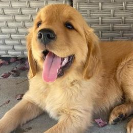 Golden Retrievers from Jerry's Golden Girls