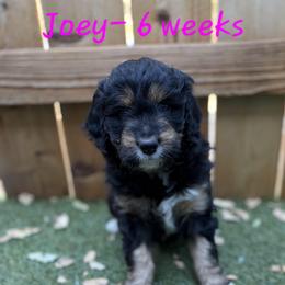 Skye - Black tri-color female Aussiedoodle puppy in Redding, California from House Merrills Minis and Doodles