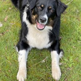 "Stella’s growing up to be so beautiful " Australian Shepherd All Grown Up from K & R Australian Shepherds