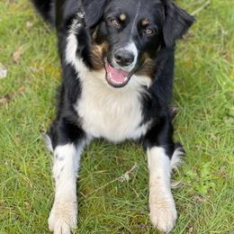 "Stella’s growing up to be so beautiful " Australian Shepherd All Grown Up from K & R Australian Shepherds