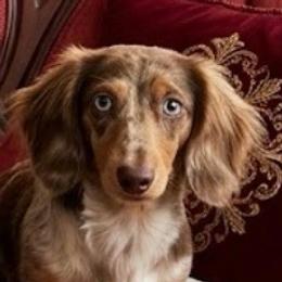 Mr Mocha - Dachshund