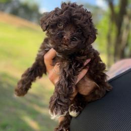Pecan - Brown and white female Cockapoo puppy in Albany, Kentucky from Windy Pines Farm