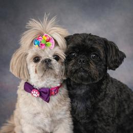 Shih Tzu puppies from LaDawn’s Little Lions
