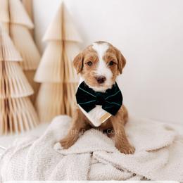 Drummer - 12 Days of Christmas - Apricot male Goldendoodle puppy in Syracuse, Indiana from The Doodle Cove