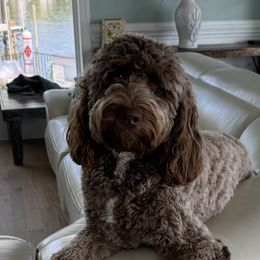 Aussiedoodle and Bernedoodle Puppies from LolliPop Farms