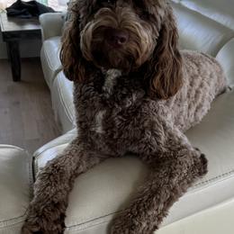 Aussiedoodle and Bernedoodle Puppies from LolliPop Farms