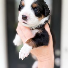 Starburst - Black tri female Toy Australian Shepherd puppy in Pollok, Texas from Pineywoods Pups