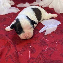 Shih Tzu Puppies from Puppy Paw Prince