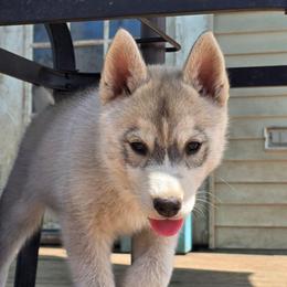 Flareon - Gray and white female Siberian Husky puppy in Le Sueur, Minnesota from Tevana Siberians LLC