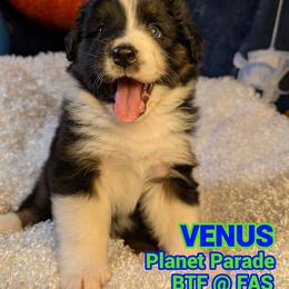 Australian Shepherd Puppies from Firelight Australian Shepherds