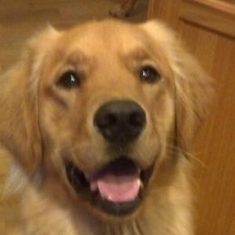 Golden Retrievers from Irish Acre
