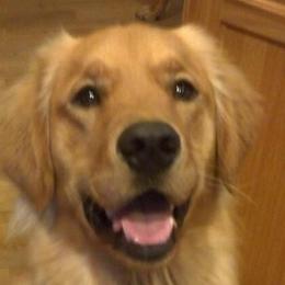 Golden Retrievers from Irish Acre