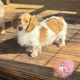 Mary - Dachshund