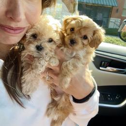 Maltipoo, Poodle, and Shihpoo Puppies from Doodle Lane - Toy Doodles Alabama