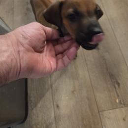 Black Collar - Rd whtn blk nose male Rhodesian Ridgeback puppy in Ocala, Florida from Avanti Ridgebacks