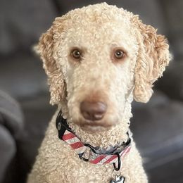 Goldendoodles from Boro Wiggles and Wags