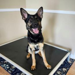 Scout - Black and tan female German Shepherd puppy in Winchester, Kentucky from Del Lago Canine Center