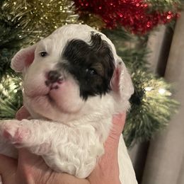 Jangle - Parti male Goldendoodle puppy in Home, Pennsylvania from Plum Creek Acres Next Generation