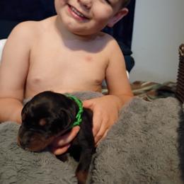 Green collar black boy - Black and rust male Doberman Pinscher puppy in Antioch, Tennessee from Aiba Doberman's