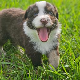 Sunny - Red tri-color male Australian Shepherd puppy in Silex, Missouri from Small Town Australian Shepherds