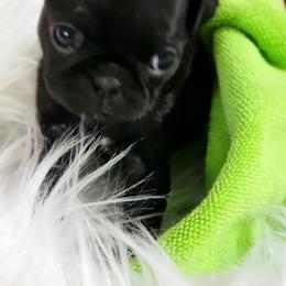 Green Girl - Black female Pug puppy in Weirsdale, Florida from Splash of Color Pug's