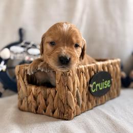 Cruise - Dark golden male Golden Retriever puppy in San Bernardino, California from Thegoldendreams1