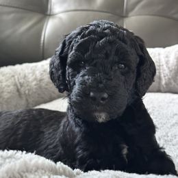 Gideon Grey - Black Goldendoodle puppy in Monroe, North Carolina from Dreamland Aussies & Poodles