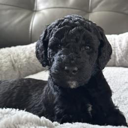 Gideon Grey - Black Goldendoodle puppy in Monroe, North Carolina from Dreamland Aussies & Poodles