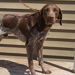 German Shepherds and German Shorthaired Pointers from Wicked Winds SS