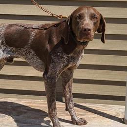 German Shepherds and German Shorthaired Pointers from Wicked Winds SS