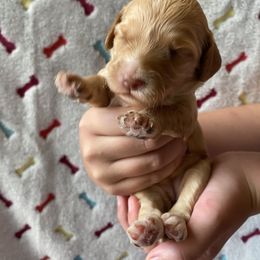 Australian Labradoodle and Double Doodle Puppies from Little Kingdom Doodles