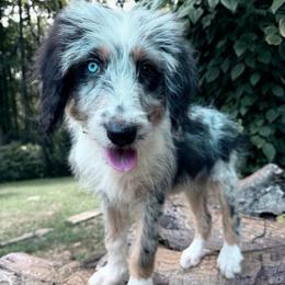 Carol (Captain Marvel) - female Australian Mountain Doodle puppy in Williamston, South Carolina from Sassy Bob’s Dogs