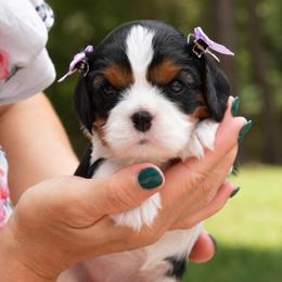 Padme - Tri-color female Cavalier King Charles Spaniel puppy in Greensboro, North Carolina from Hyde Park Cavaliers