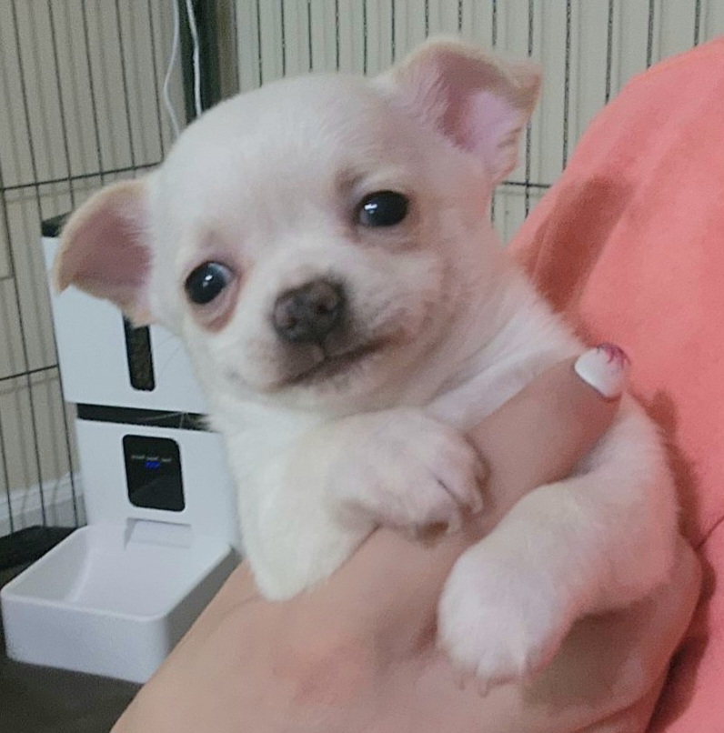 Chihuahua Puppies from Jamie's Chihuahuas