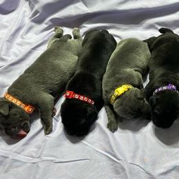 3rd pick of the females - Gray female Cane Corso puppy in Clewiston, Florida from Far From Average Kennels