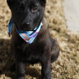German Shepherd Puppies from di Casa Ortiz German Shepherds