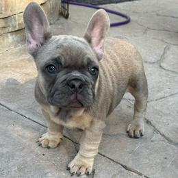 Gertie has OFA Parents - Fawn female French Bulldog puppy in Billings, Montana from Yellowstone Frenchies