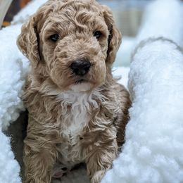 Aussiedoodle, Cavapoo, and Poodle Puppies from Robin's Nest Farm
