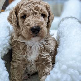 Aussiedoodle, Cavapoo, and Poodle Puppies from Robin's Nest Farm