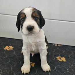 Moss - Black white and tan male English Springer Spaniel puppy in Columbia, North Carolina from Columbia Spaniels