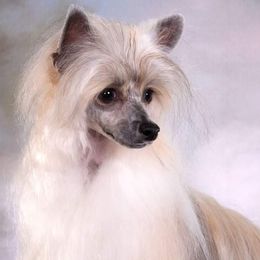 Breezy - Chinese Crested